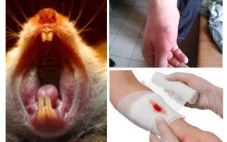 Que faire si la souris est piquée