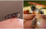 Pourquoi les mouches atterrissent sur les humains