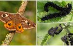 Description et photo de la chenille de l'oeil du paon