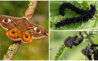 Description et photo de la chenille de l'oeil du paon
