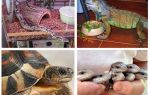 Quels animaux mangent des cafards