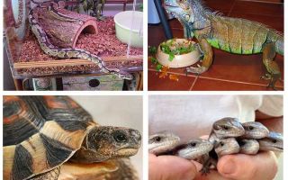 Quels animaux mangent des cafards