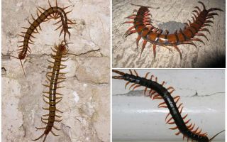Scolopendra dans le territoire de Krasnodar