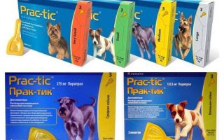Drops Practices des puces et des tiques pour les chiens