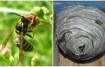 Pourquoi avons-nous besoin de guêpes dans la nature