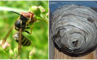 Pourquoi avons-nous besoin de guêpes dans la nature