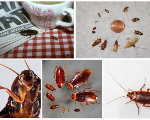 De quoi rêver les cafards de quoi rêvent-ils?