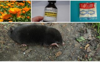 Combattre les taupes et les musaraignes dans le jardin