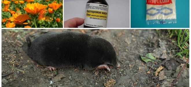 Combattre les taupes et les musaraignes dans le jardin