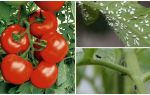 Comment traiter les tomates des mouches blanches et noires
