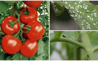 Comment traiter les tomates des mouches blanches et noires