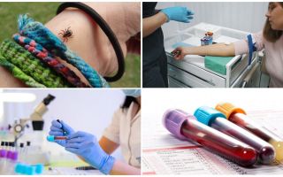 Tests sanguins après une morsure de tique