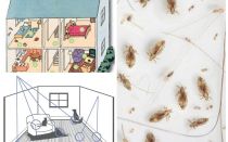 Comment se débarrasser des puces domestiques