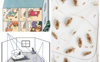 Comment se débarrasser des puces domestiques