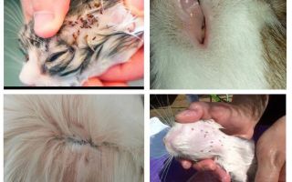 A quoi ressemblent les puces de chat, symptômes et traitement