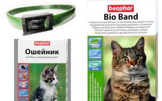 Collier Beafar des puces pour chiens et chats