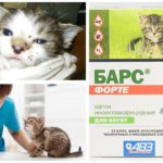 Laisse le léopard pour les chatons