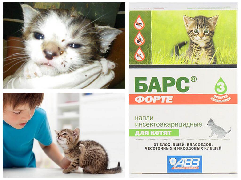 Laisse le léopard pour les chatons