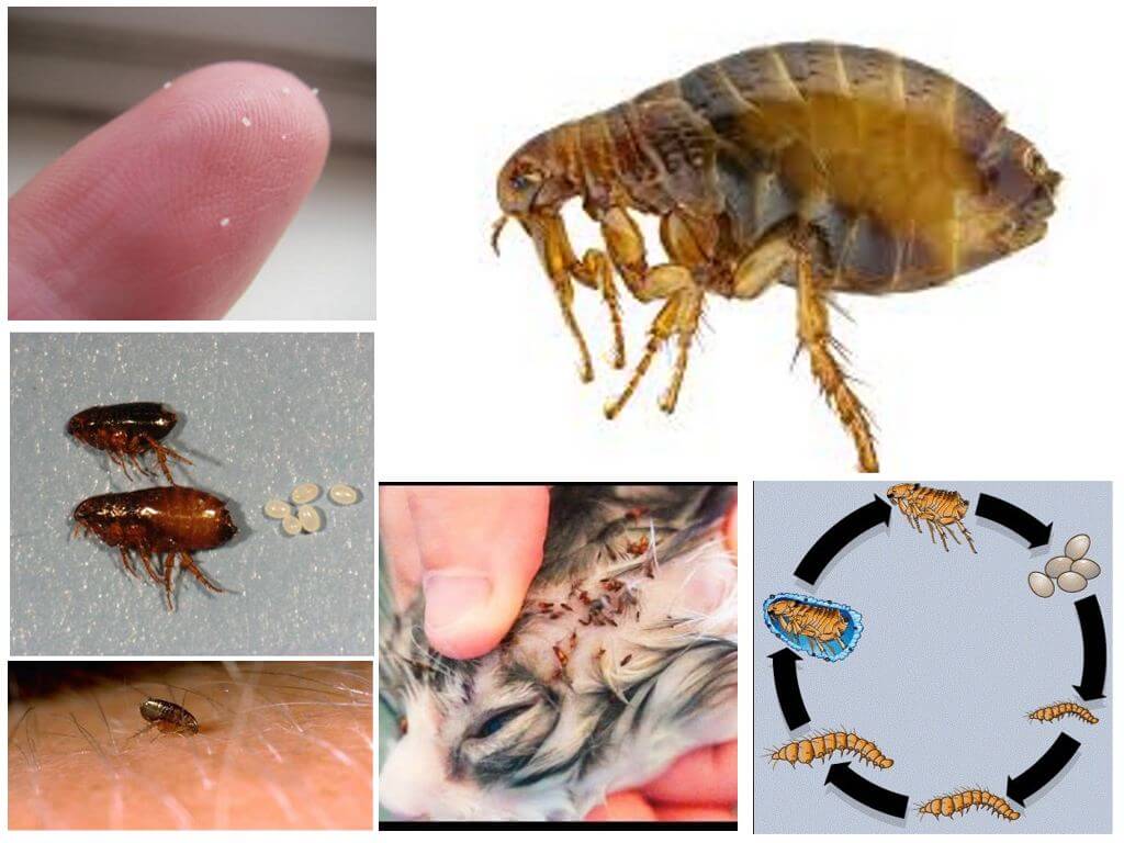 Puces
