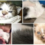 Les puces chez les chats et les chatons