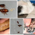 Puces de chat