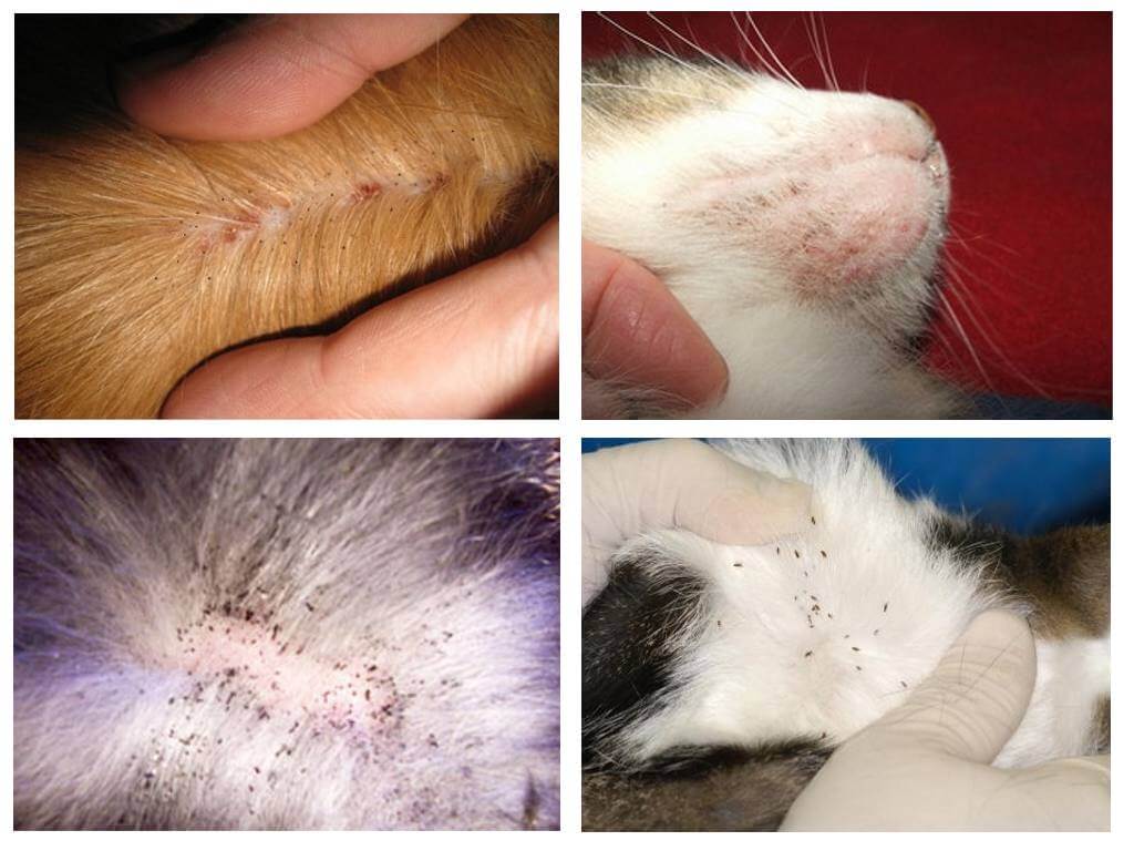 Puces de chat