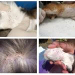 Puces de chat