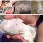 Puces de chat