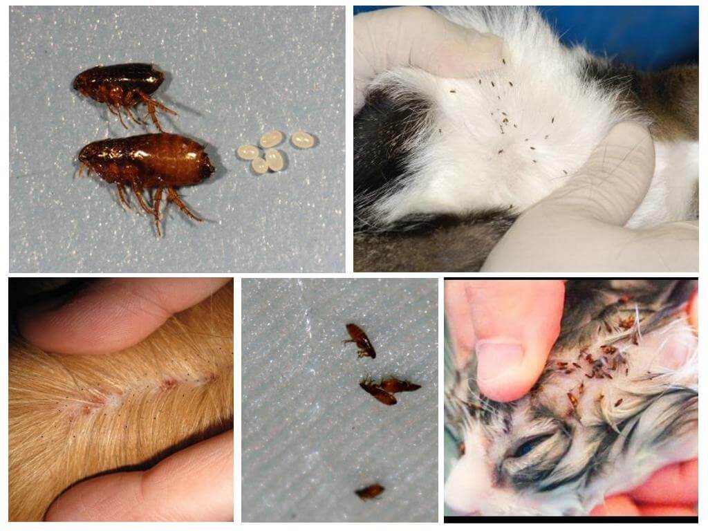 Puces de chat