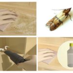 Lutte contre les mites de nourriture