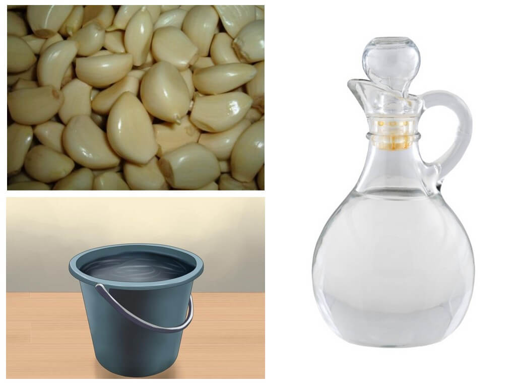 Ail et vinaigre