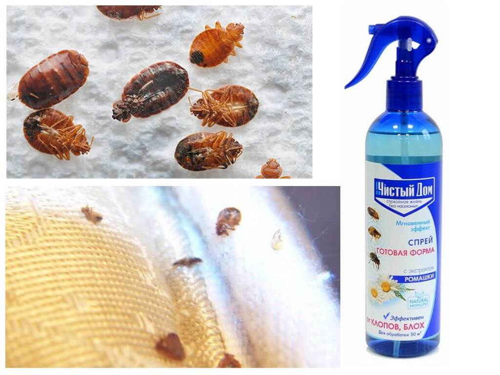 Pulvériser des insectes domestiques