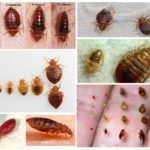 Insectes domestiques