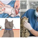 Peigner et inspecter régulièrement