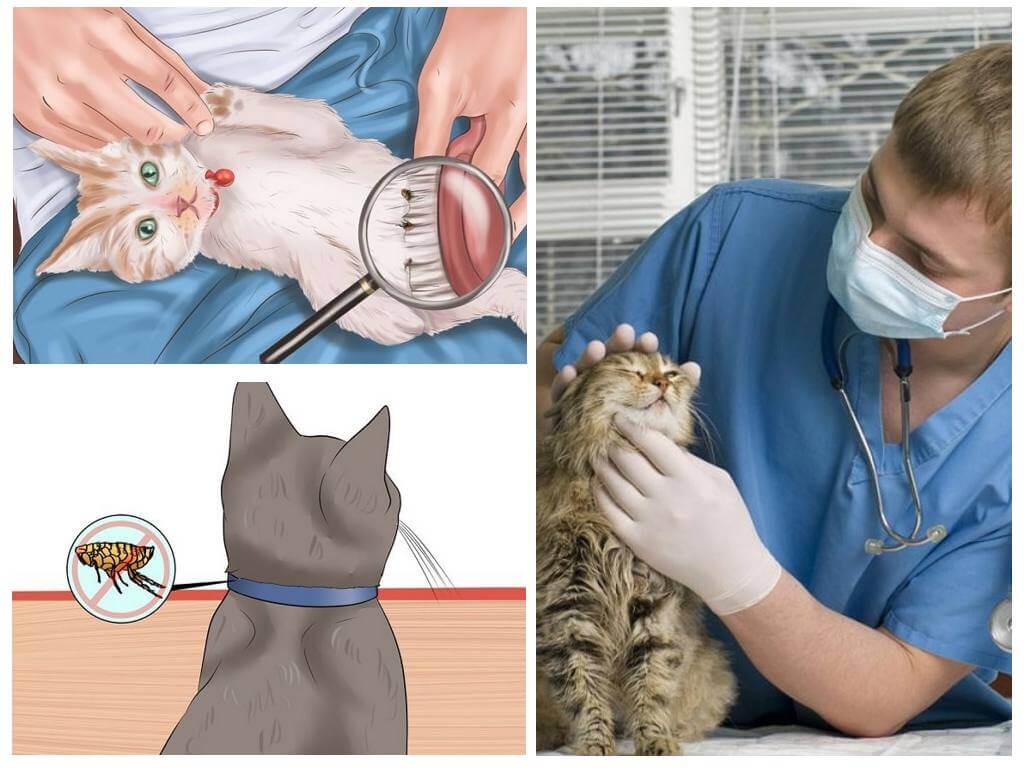 Peigner et inspecter régulièrement
