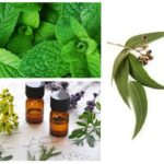 Huiles essentielles, menthe, eucalyptus