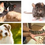 Animaux contre cafards