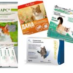 Gouttes de puces chez les chats