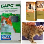 Gouttes aux puces pour les chats