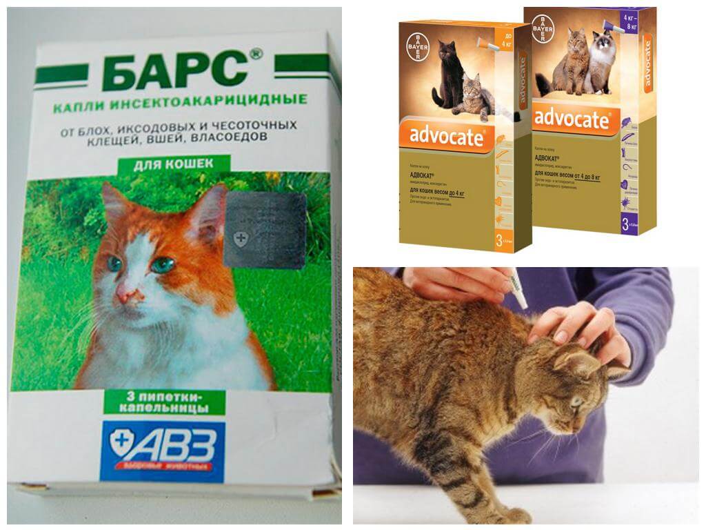 Gouttes aux puces pour les chats