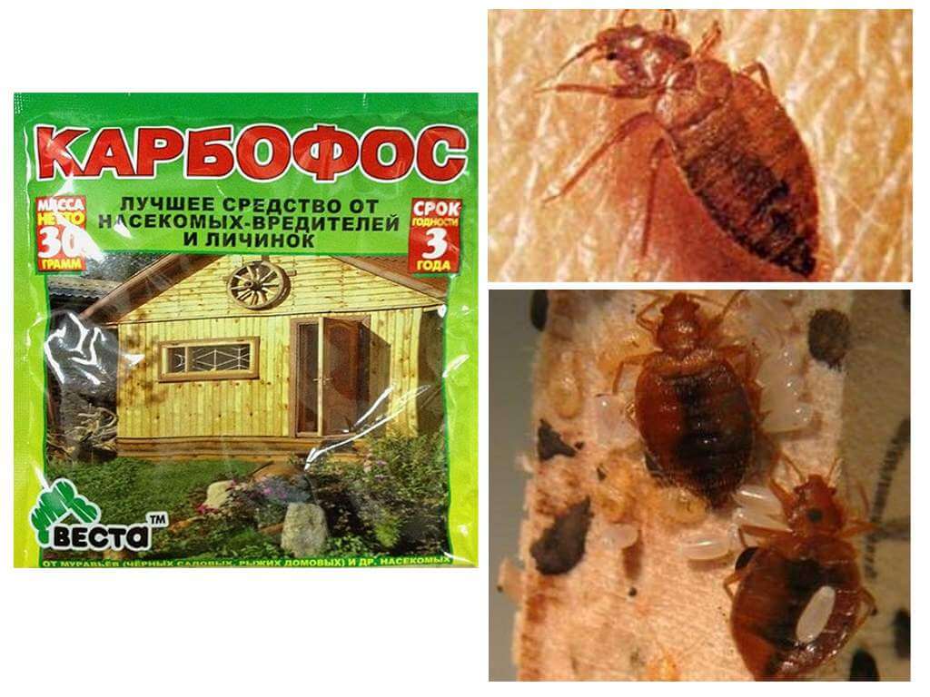 Karbofos des punaises de lit-1