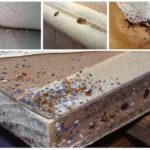 Traces de punaises dans la maison