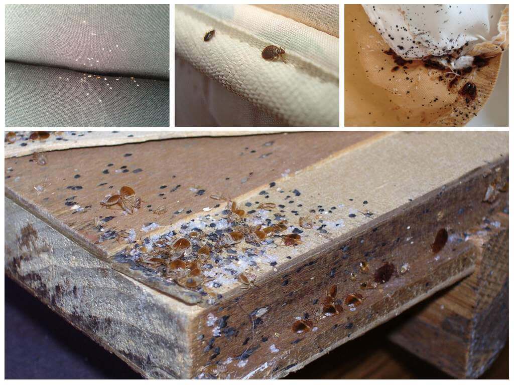 Traces de punaises dans la maison