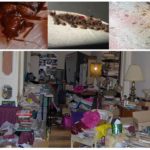 Bugs dans l'appartement