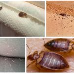 Bugs dans l'appartement