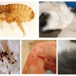 Puces de chat