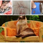 Puces de chat