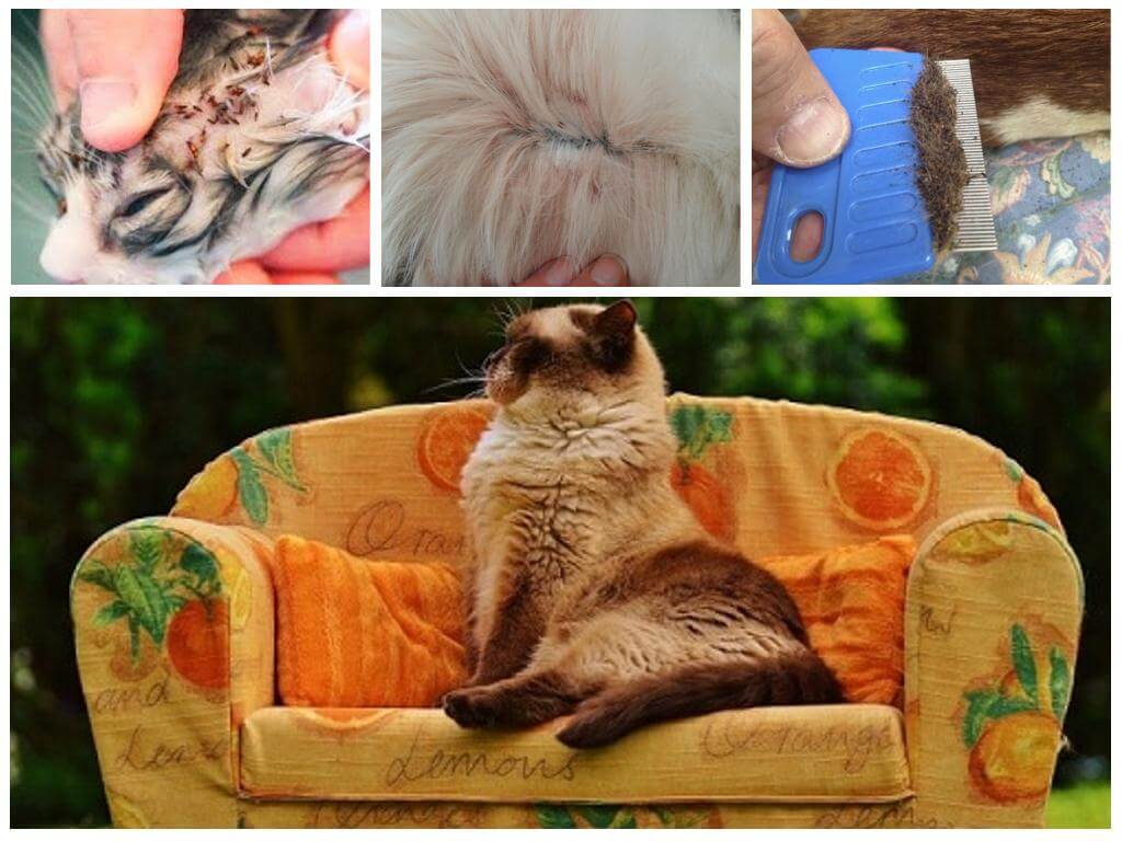 Puces de chat