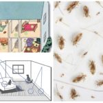 Habitat puces dans la maison
