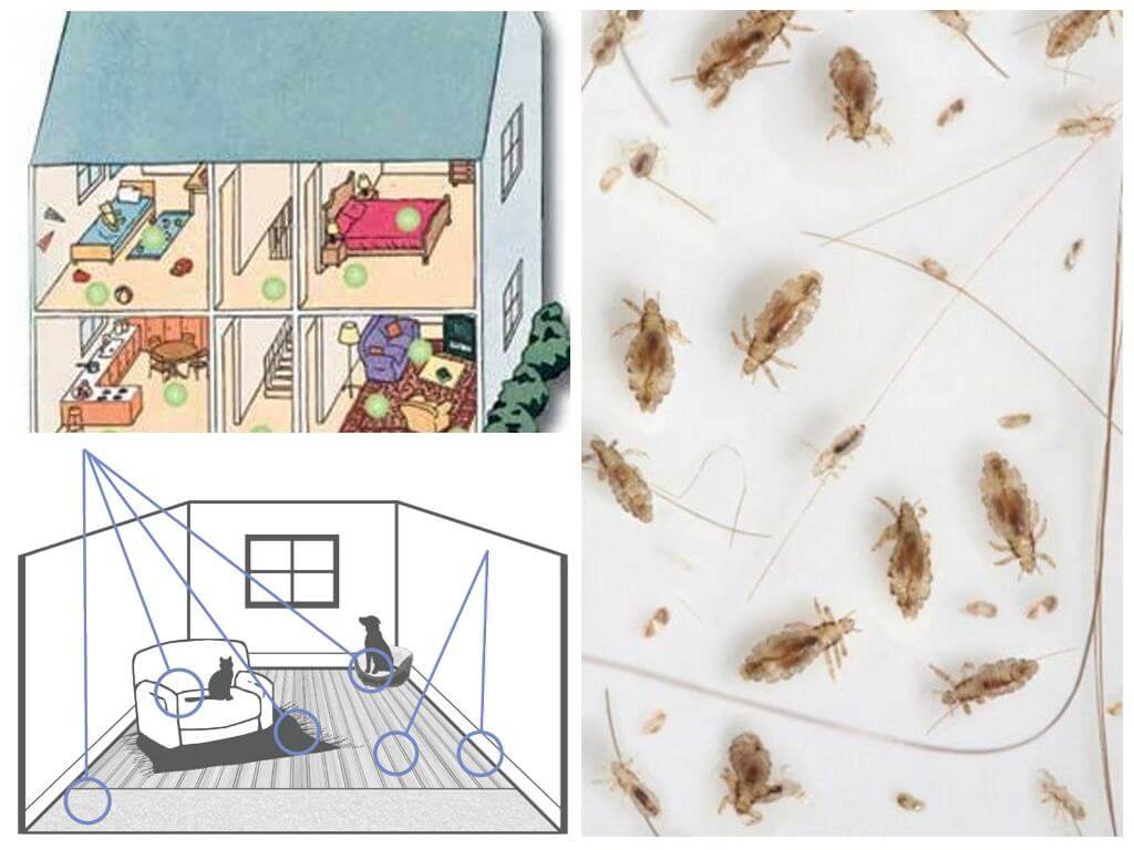 Habitat puces dans la maison